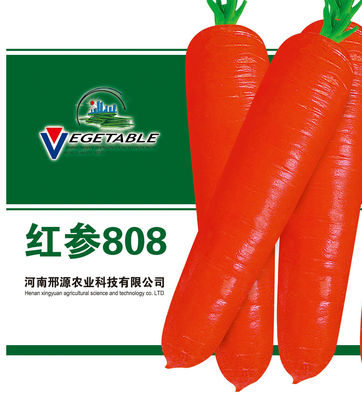 红参808