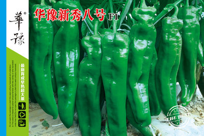 华豫新秀八号F1