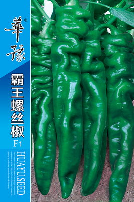 霸王螺丝椒F1