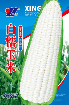白糯